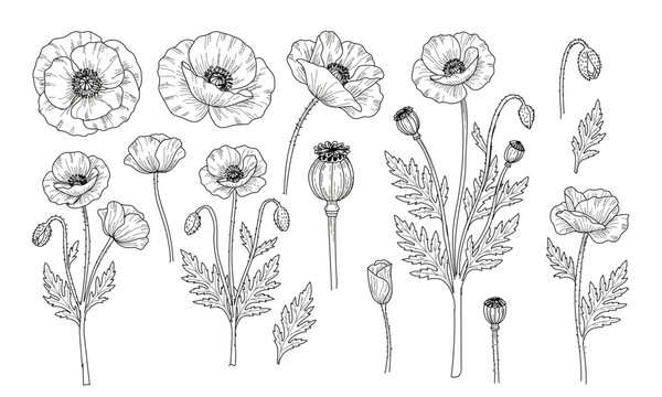 Set of poppies flowers. Vector linear illustration in black ink on white background.
