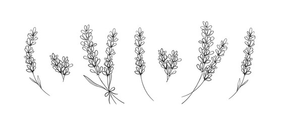 Lavender flowers line art floral collection set © al