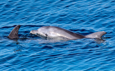 Delfini a Caprera