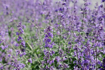 Obraz premium Ornamental plant Nepeta grandiflora bloom with blue flowers in a garden