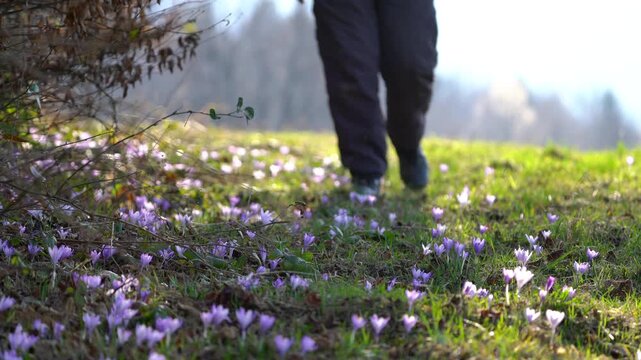 Mountaineer goes through a field of Spring Crocus (Crocus vernus) - (4K)