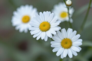 A bunch of white daisies with yellow centers in a field