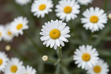 A bunch of white daisies with yellow centers in a field_2 © AuraBloom