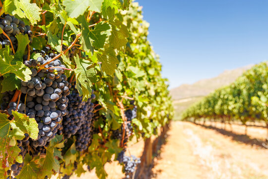 Ripe grapes on vine in South African vineyard