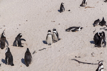 Penguins on ocean shore in South Africa