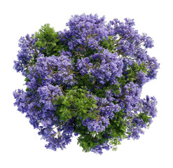 Obraz premium PNG Vibrant purple flowering tree