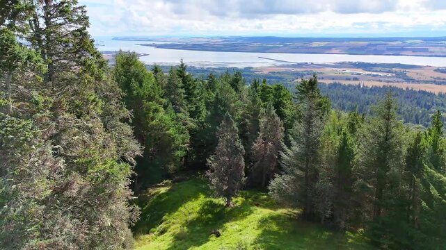 "Atmospheric and Moody Landscape of the Ancient Creag Ruadh Stone Structure, Surrounded by Lush Evergreen Woodland, Authentic Scottish Heritage Site, Fyrish Forest Exploration.