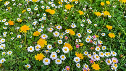 Wild spring meadow with daisies (Bellis perennis) and dandelions (Taraxacum officinale) blooming in green grass © Fleuronica