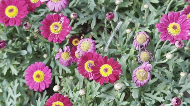 Cespo di fiori di Margherita di varie colorazioni pieni di polline giallo
