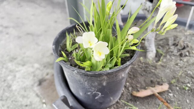 Fiori di Fresia bianchi in vaso grigio con erba 