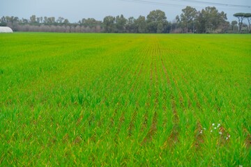 Obraz premium Green agricultural field with young crop growing in rows
