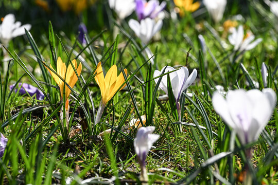 Crocus prairie printemps climat fleurs