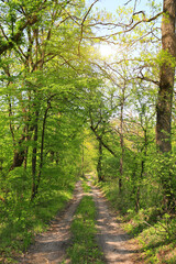 Sunlight filters through lush green trees onto a winding dirt road in a forest