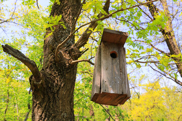 Rustic wooden birdhouse hanging from a tree branch in a vibrant spring forest