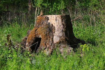 Obraz premium Old moss-covered tree stump with a hollow opening in a lush green forest setting