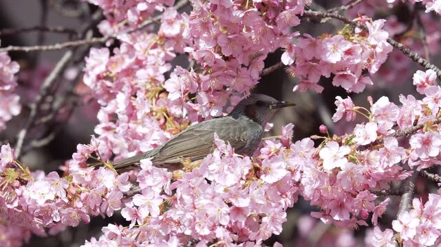 A Japanese brown-eared Bulbul sipping nectar from Kawazu cherry blossoms