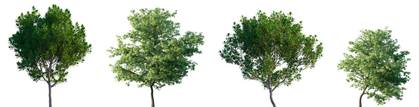 Set of Arbutus unedo (strawberry tree, madrone) and the Butterfly Japanese Maple frontal street trees isolated png on a transparent background perfectly cuto
