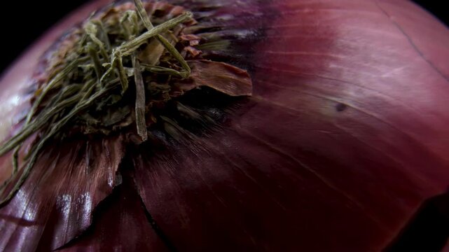 Red Mars Onion (Allium cepa) Macro Rotation Pack on Black Background.