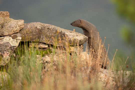 Egyptian mongoose