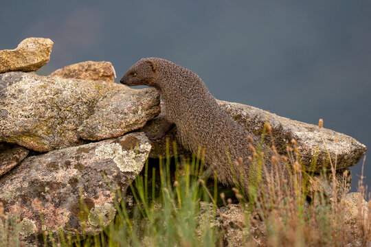 Egyptian mongoose on a rock