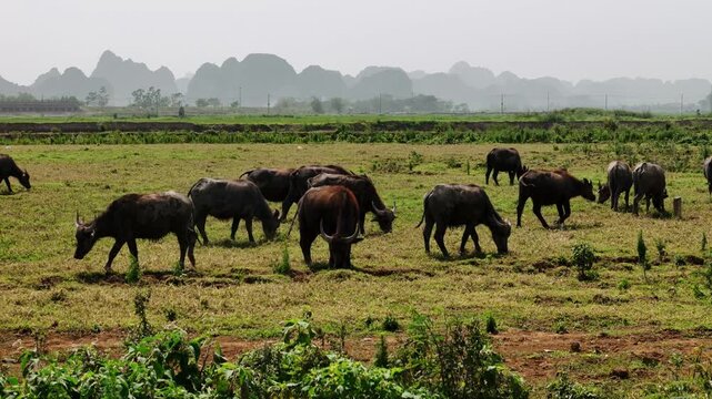 Water buffalo herd grazing in a green field in rural ural ninh binh, Vietnam
