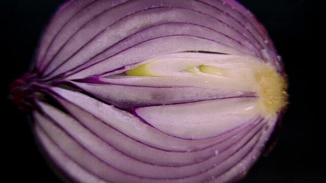 Red Mars onion in cross-section: Detailed botanical anatomy of an Allium cepa bulb, highlighting the basal stem plate, swollen storage leaves (fleshy scales), and the apical bud.