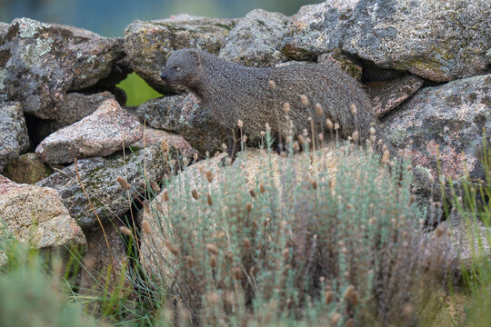Egyptian mongoose amongst rocks