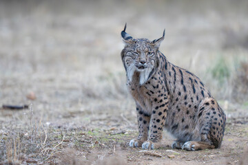  Iberian lynx © Staffan Widstrand