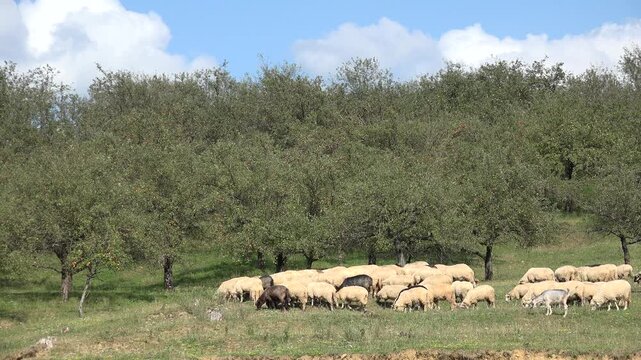 Sheep Grazing by Apple Orchard, Flock Herd of Billy Goats on Meadow Grassland 4K
