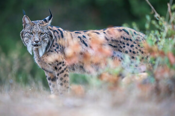  Iberian lynx © Staffan Widstrand