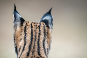  Iberian lynx close up portrait © Staffan Widstrand