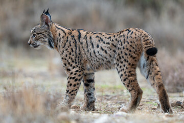  Iberian lynx © Staffan Widstrand