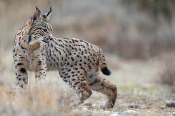  Iberian lynx © Staffan Widstrand