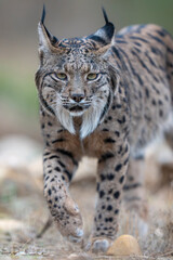 Obraz premium Iberian lynx close up portrait