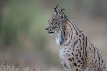  Iberian lynx close up portrait © Staffan Widstrand