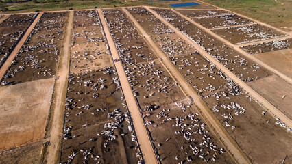 Aerial drone view of farm feedlot cattle grazing for meat production in Amazon region, Para,...