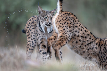 Two Iberian lynx © Staffan Widstrand