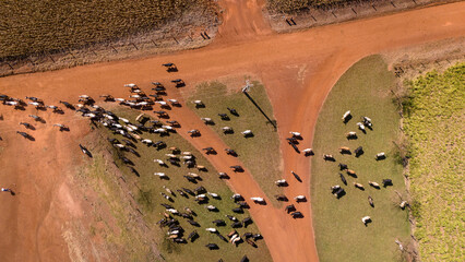 Drone aerial view of cattle grazing on a farm dirt road in the Amazon, Brazil. Livestock...