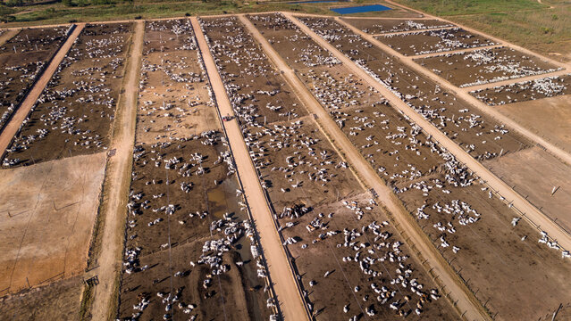 Aerial drone view of farm feedlot cattle grazing for meat production in Amazon region, Para, Brazil. Concept of agriculture, environment, ecology, economy, exportation and beef industry.