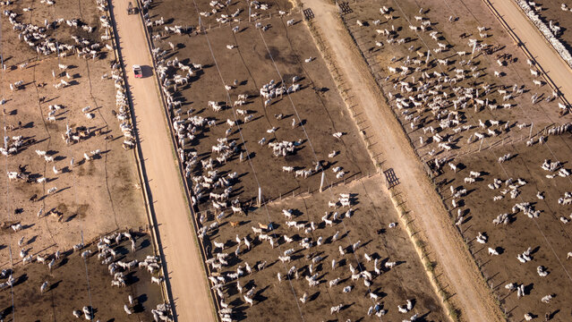 Aerial drone view of farm feedlot cattle grazing for meat production in Amazon region, Para, Brazil. Concept of agriculture, environment, ecology, economy, exportation and beef industry.