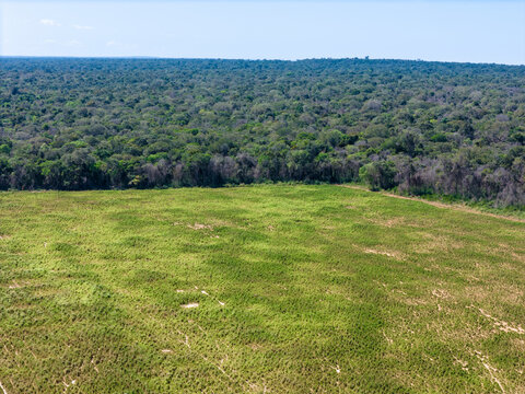 Amazon rainforest deforestation aerial view. Forest trees cut down to open pasture for cattle. Agriculture, environment, ecology, climate change, global warming, conservation concept.