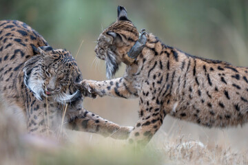 Two Iberian lynx © Staffan Widstrand