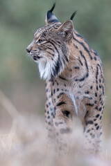 Fototapeta premium Iberian lynx