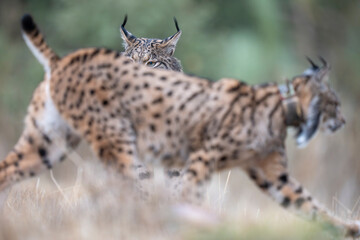 Two Iberian lynx © Staffan Widstrand