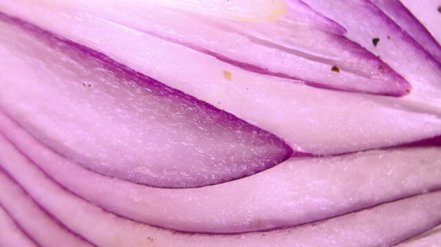 Red Mars Onion (Allium cepa) Longitudinal Section Rotation Macro.