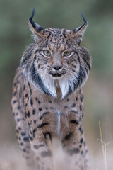  Iberian lynx close up portrait © Staffan Widstrand