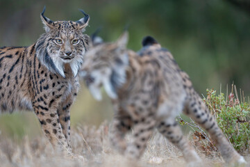  Two Iberian lynx © Staffan Widstrand