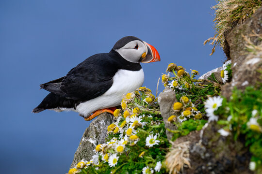 Atlantic Puffin Nesting Among Wildflowers on Coastal Cliffs