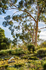 Fototapeta premium in the australian garden