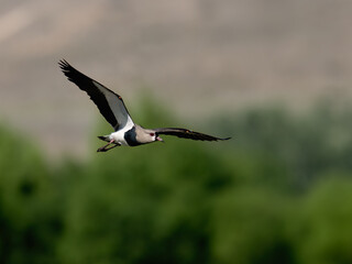 Obraz premium Southern Lapwing in Flight Over Green Forest